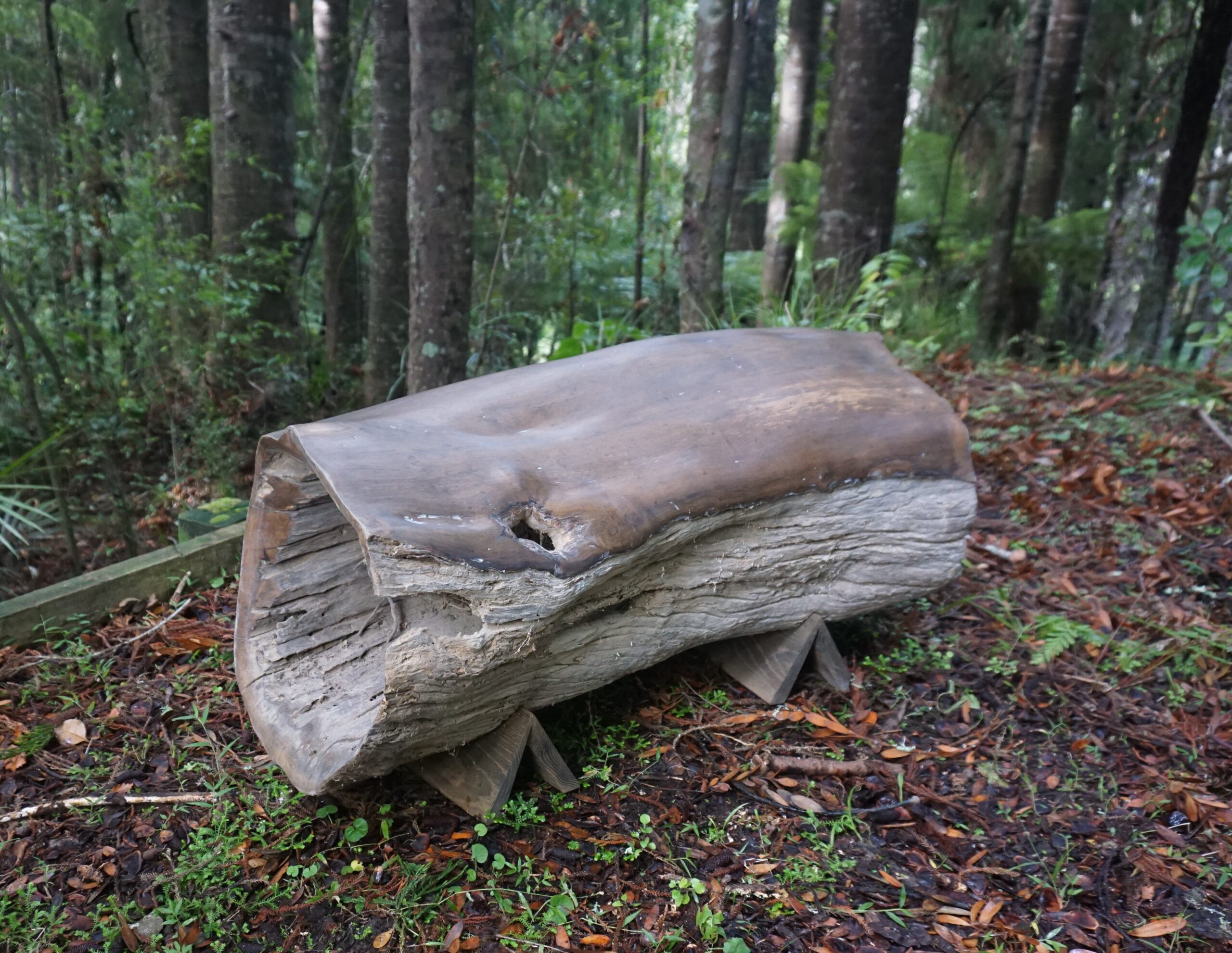 Puriri Log